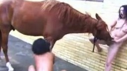 Zoo horse оголенные зоофилки стараются потрахаться с конем зоопорно втроем